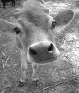 Calf
