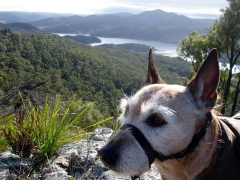 Faith - one of our much loved doggie guests